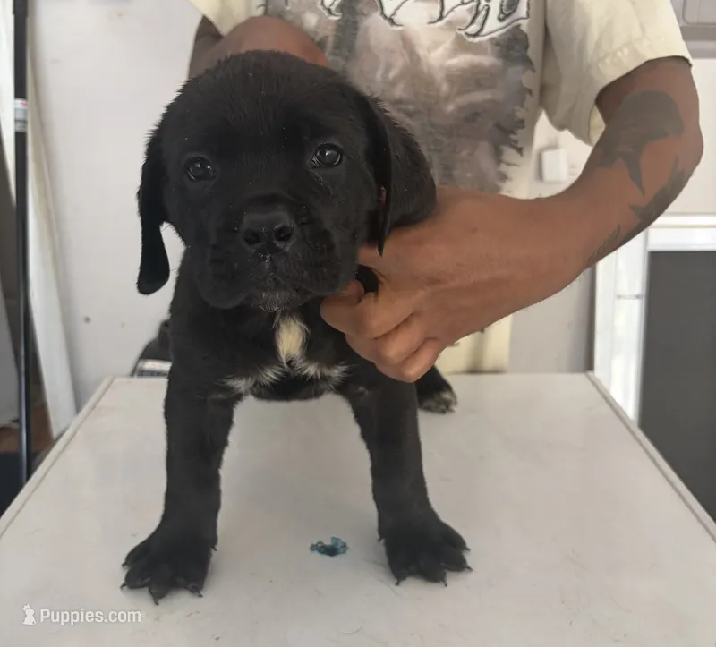Cane Corso 2 – Cane Corso puppy for sale in Atlanta, GA
