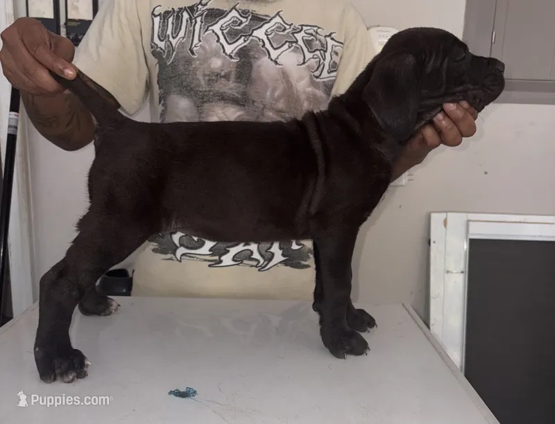 Cane Corso 1 – Cane Corso puppy for sale in Atlanta, GA