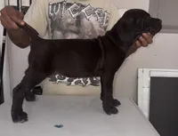 Cane Corso 1, a female Cane Corso for sale in Atlanta, GA – 1 of 4