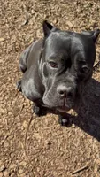 Cane Corso 3, a female Cane Corso for sale in Atlanta, GA – 4 of 4