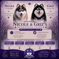 Kait, a female Pomsky for sale in Allerton, IA – 5 of 5