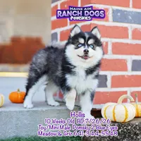 Hollis, a male Pomsky for sale in Allerton, IA – 4 of 9