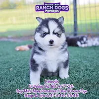 Lincoln, a male Pomsky for sale in Allerton, IA – 2 of 6