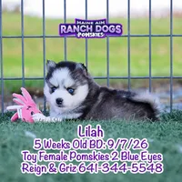 Lilah, a female Pomsky for sale in Allerton, IA – 3 of 7