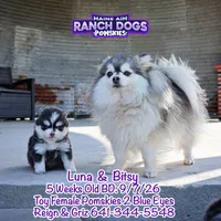 Luna, a female Pomsky for sale in Allerton, IA – 5 of 6