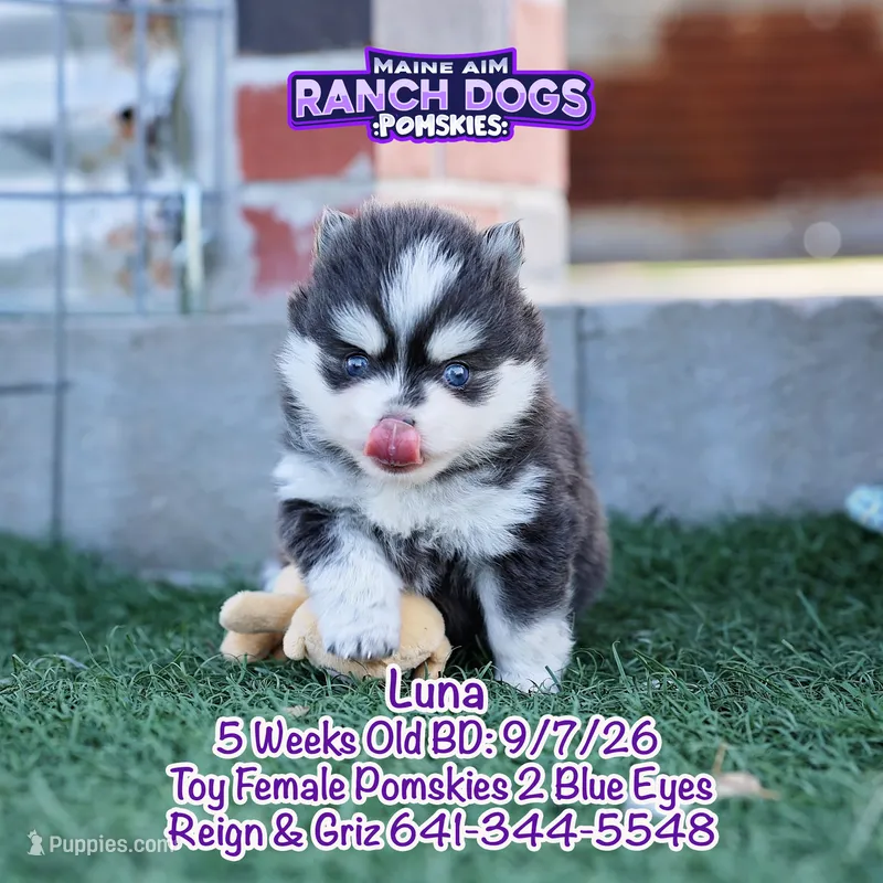 Luna – Pomsky puppy for sale in Allerton, IA