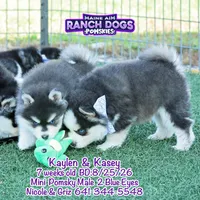 Kasey, a male Pomsky for sale in Allerton, IA – 5 of 7