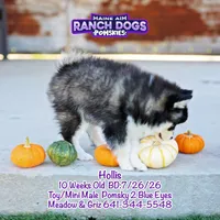 Hollis, a male Pomsky for sale in Allerton, IA – 8 of 9