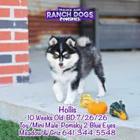 Hollis, a male Pomsky for sale in Allerton, IA – 2 of 9