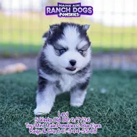 Levi, a male Pomsky for sale in Allerton, IA – 6 of 7