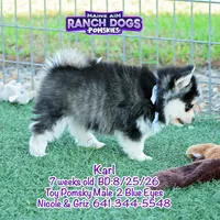 Karl, a male Pomsky for sale in Allerton, IA – 8 of 9