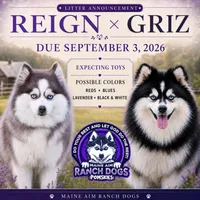 Lincoln, a male Pomsky for sale in Allerton, IA – 6 of 6
