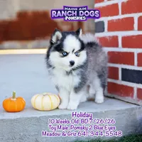 Holiday, a male Pomsky for sale in Allerton, IA – 6 of 10