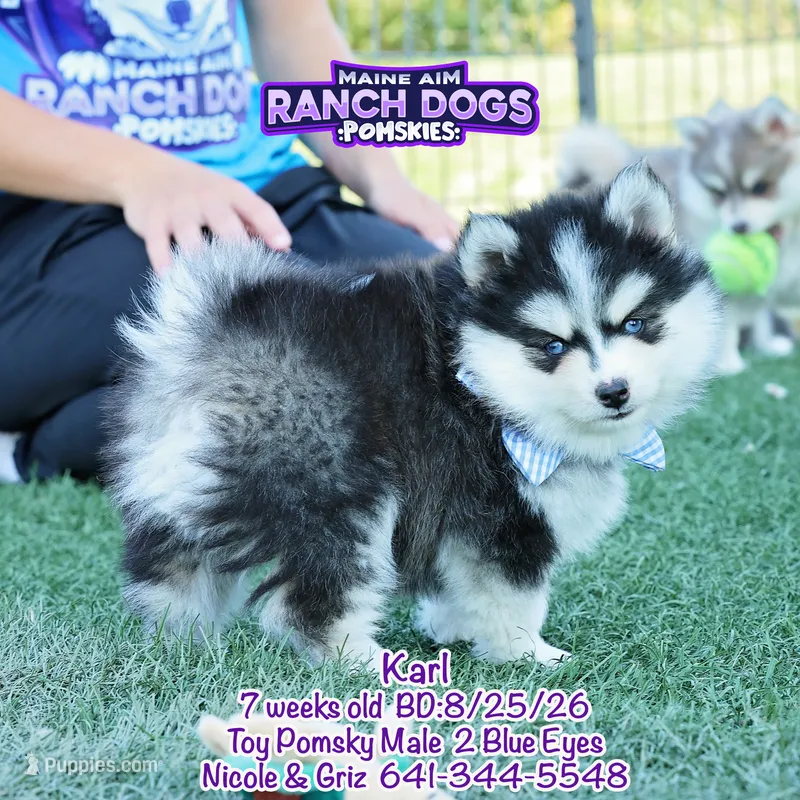 Karl – Pomsky puppy for sale in Allerton, IA