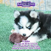 Kaiden, a male Pomsky for sale in Allerton, IA – 3 of 6
