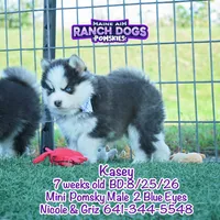 Kasey, a male Pomsky for sale in Allerton, IA – 3 of 7