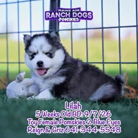 Lilah, a female Pomsky for sale in Allerton, IA – 5 of 7