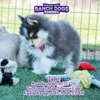 Jaden, a male Pomsky for sale in Allerton, IA – 3 of 8