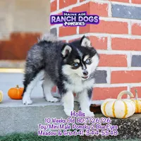 Hollis, a male Pomsky for sale in Allerton, IA – 6 of 9