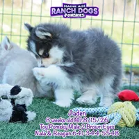 Jaden, a male Pomsky for sale in Allerton, IA – 5 of 8