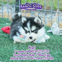 Karl, a male Pomsky for sale in Allerton, IA – 7 of 9