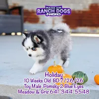 Holiday, a male Pomsky for sale in Allerton, IA – 5 of 10