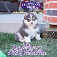Jaden, a male Pomsky for sale in Allerton, IA – 7 of 8