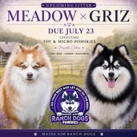 Hollis, a male Pomsky for sale in Allerton, IA – 9 of 9