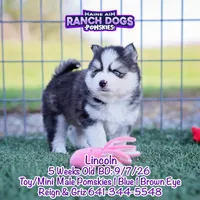 Lincoln, a male Pomsky for sale in Allerton, IA – 3 of 6