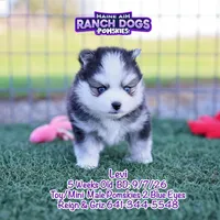 Levi, a male Pomsky for sale in Allerton, IA – 5 of 7