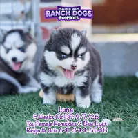 Luna, a female Pomsky for sale in Allerton, IA – 2 of 6