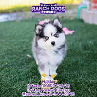 Holiday, a male Pomsky for sale in Allerton, IA – 4 of 10