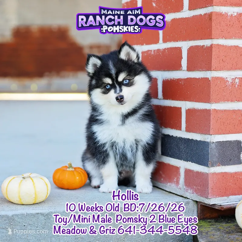 Hollis – Pomsky puppy for sale in Allerton, IA