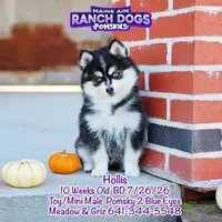 Hollis, a male Pomsky for sale in Allerton, IA – 1 of 9