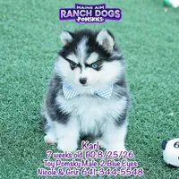 Karl, a male Pomsky for sale in Allerton, IA – 3 of 9