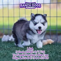 Lilah, a female Pomsky for sale in Allerton, IA – 4 of 7
