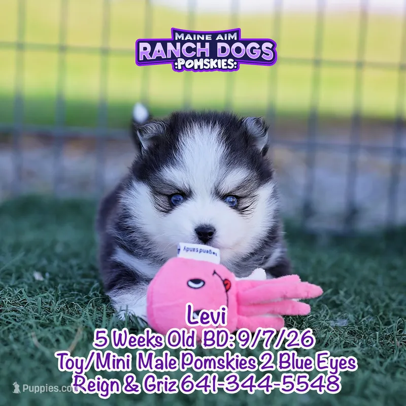 Levi – Pomsky puppy for sale in Allerton, IA