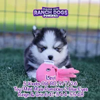 Levi, a male Pomsky for sale in Allerton, IA – 1 of 7