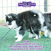 Kait, a female Pomsky for sale in Allerton, IA – 4 of 5