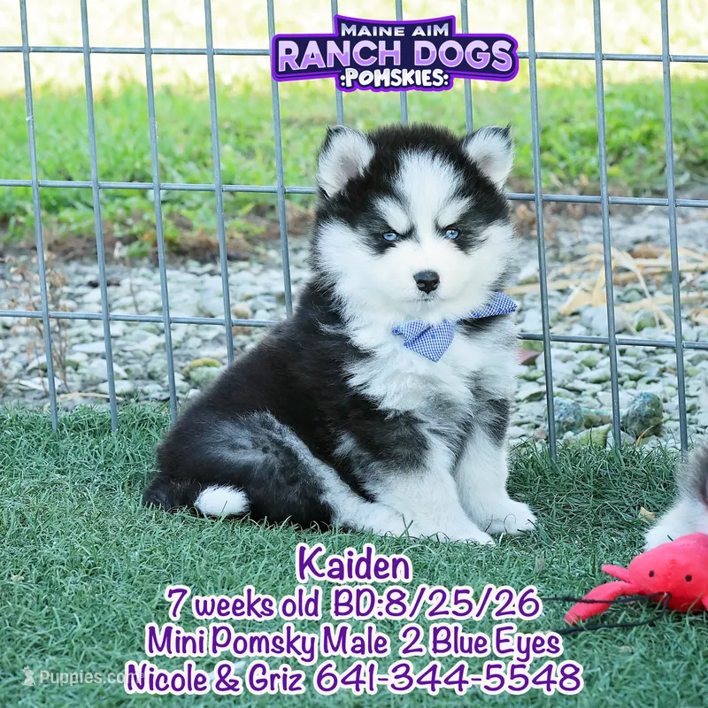 Kaiden – Pomsky puppy for sale in Allerton, IA
