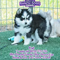 Kait, a female Pomsky for sale in Allerton, IA – 2 of 5