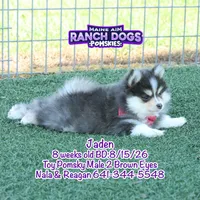Jaden, a male Pomsky for sale in Allerton, IA – 6 of 8