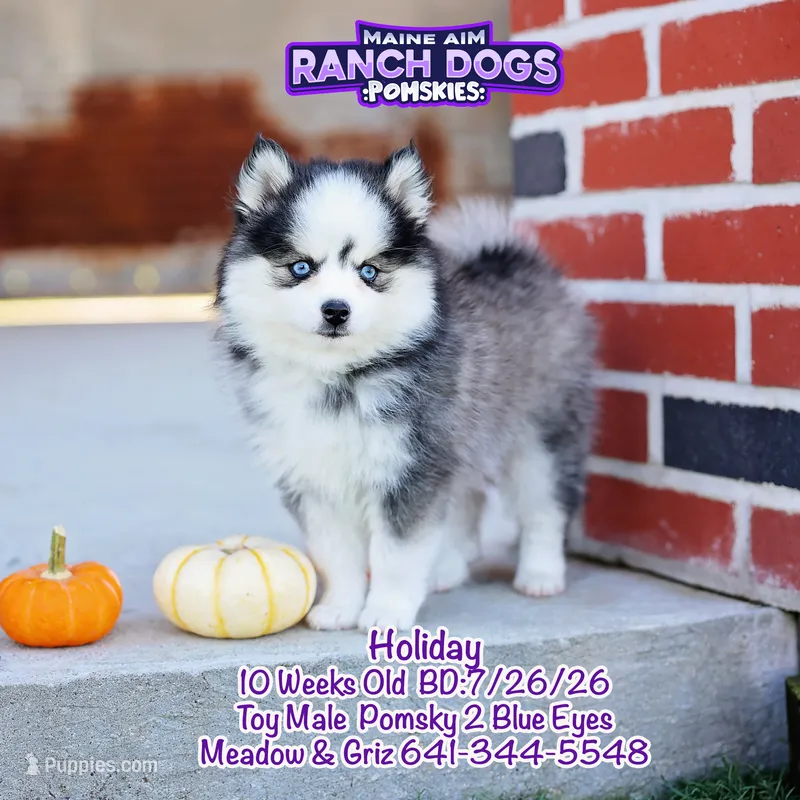 Holiday – Pomsky puppy for sale in Allerton, IA