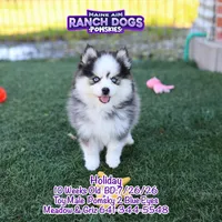 Holiday, a male Pomsky for sale in Allerton, IA – 2 of 10