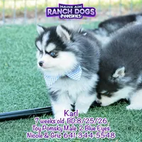 Karl, a male Pomsky for sale in Allerton, IA – 5 of 9