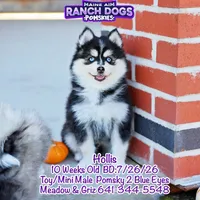Hollis, a male Pomsky for sale in Allerton, IA – 5 of 9