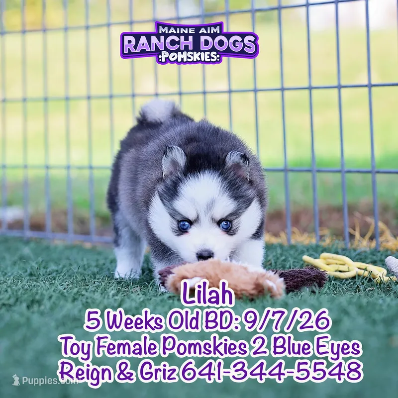 Lilah – Pomsky puppy for sale in Allerton, IA
