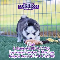 Lilah, a female Pomsky for sale in Allerton, IA – 1 of 7