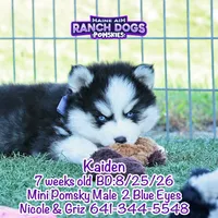 Kaiden, a male Pomsky for sale in Allerton, IA – 4 of 6