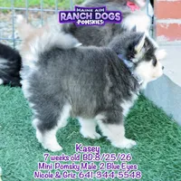 Kasey, a male Pomsky for sale in Allerton, IA – 2 of 7